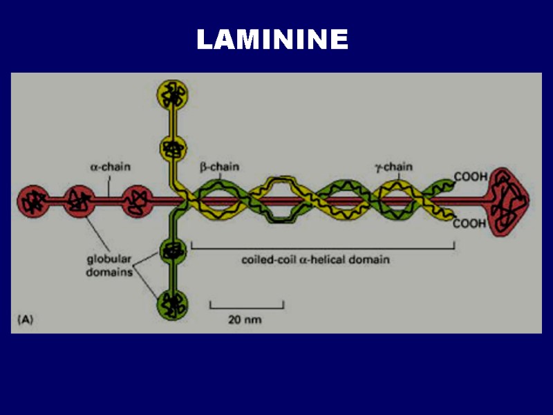 LAMININE